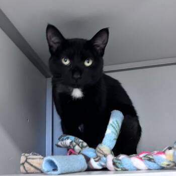 Rescue Domestic Short Hair Cats for Adoption in Bismarck, North Dakota - Danica | PetCurious