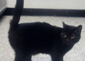 Rescue Domestic Short Hair Cats for Adoption in Knoxville, Iowa - Brandie | PetCurious