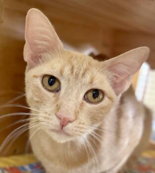 PEACHES -  Tabby Cat for Adoption in Prescott, Arizona - PEACHES | PetCurious