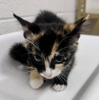 KVASS -  Domestic Short Hair Cat for Adoption in Derwood, Maryland - KVASS | PetCurious