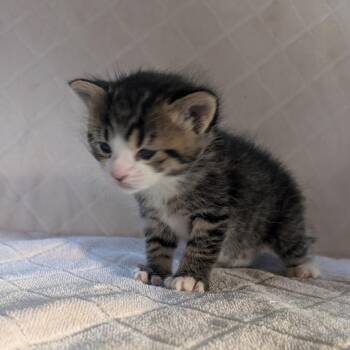 Hanger -  Domestic Medium Hair Cat Available for Adoption in Priest River, Idaho - Hanger | PetCurious