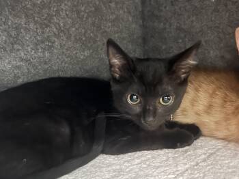 Julia -  Domestic Short Hair Cat for Adoption in Sunrise, Florida - Julia | PetCurious