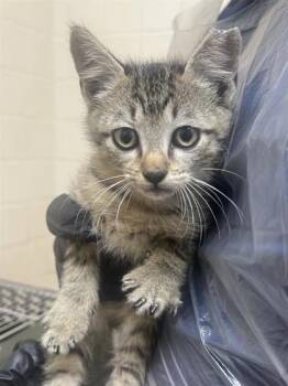 Rescue Domestic Short Hair Cats for Adoption in San Antonio, Texas - Shaggy | PetCurious