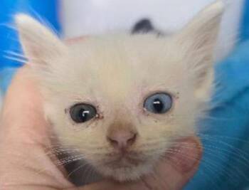 Yukio -  Turkish Angora and Domestic Medium Hair Cat for Adoption in New Braunfels, Texas - Yukio | PetCurious