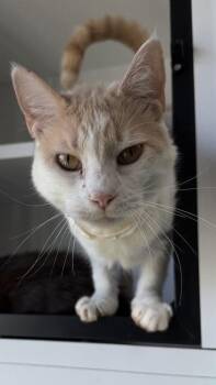 26-547 -  Domestic Short Hair Cat for Adoption in Barnesville, Georgia - 26-547 | PetCurious