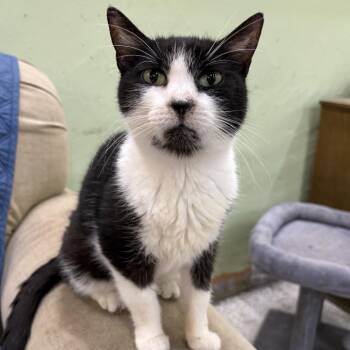 Sweet Tootie -  Domestic Short Hair Cat for Adoption in Mt. Juliet, Tennessee - Sweet Tootie | PetCurious