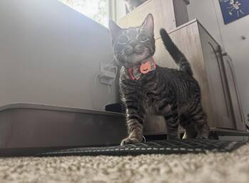 Rescue Tabby Cats for Adoption in Maryville, Tennessee - Flint | PetCurious