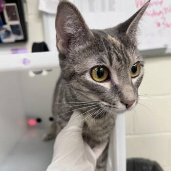 Callie 26-08-096 -  Domestic Short Hair Cat for Adoption in Bastrop, Texas - Callie 26-08-096 | PetCurious