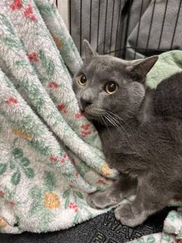 Domestic Short Hair Cats Available for Adoption - A1258950 | PetCurious
