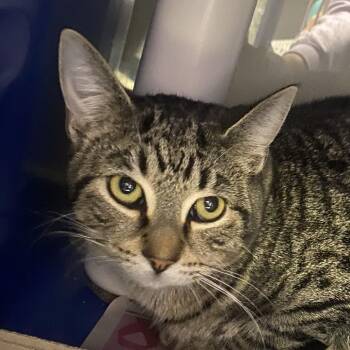 Domestic Short Hair Cats Available for Adoption - Bubly | PetCurious