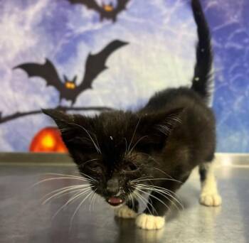Rescue Only-AC-5411 "Oliver" -  Domestic Short Hair Cat for Adoption in Conyers, Georgia - Rescue Only-AC-5411 "Oliver" | PetCurious