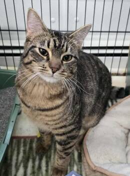 Domestic Short Hair Cats Available for Adoption in Winthrop, Maine - Ms. Frizzle | PetCurious