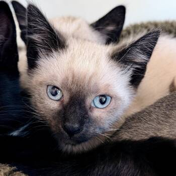 Siamese Cats Available for Adoption in Oakland, California - Kingston | PetCurious
