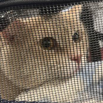 Domestic Short Hair Cats Available for Adoption - Nene | PetCurious