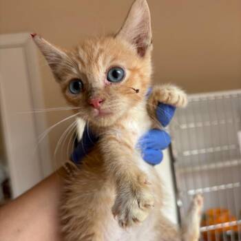 Lovely -  Domestic Short Hair Cat for Adoption in Kanab, Utah - Lovely | PetCurious