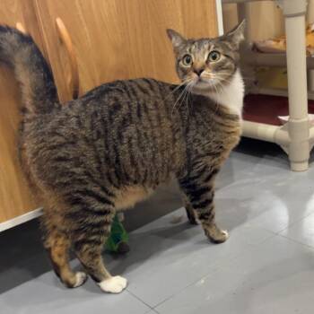Domestic Short Hair Cats Available for Adoption in Indianapolis, Indiana - Molly | PetCurious