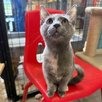 Cabbage -  Domestic Short Hair Cat for Adoption in Sarasota, Florida - Cabbage | PetCurious