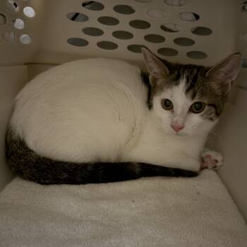 Rescue Domestic Short Hair Cats for Adoption in Pittsburgh, Pennsylvania - Bubbles | PetCurious