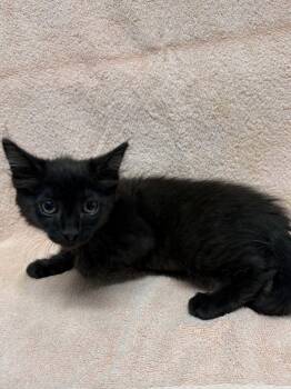 Harrison -  Domestic Medium Hair Cat for Adoption in Vacaville, California - Harrison | PetCurious