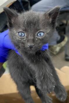 Domestic Short Hair Cats Available for Adoption in Dallas, Texas - LOWE | PetCurious