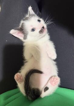 Domestic Short Hair Cats Available for Adoption in West Palm Beach, Florida - Andi | PetCurious