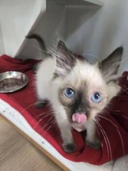 Sabrina -  Siamese and Domestic Short Hair Cat for Adoption in Savannah, Georgia - Sabrina | PetCurious