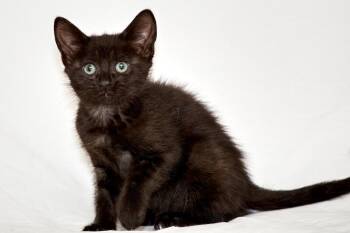 Rescue Domestic Short Hair Cats for Adoption in Washburn, Wisconsin - Sparrow | PetCurious