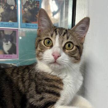 Jeffrey -  Domestic Short Hair Cat for Adoption in Fort Lauderdale, Florida - Jeffrey | PetCurious