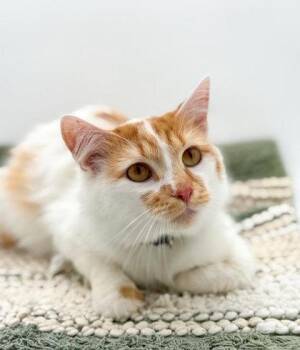 Domestic Short Hair Cats Available for Adoption in Bowling Green, Kentucky - Marmalei | PetCurious