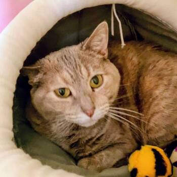 Domestic Short Hair Cats Available for Adoption in Dekalb, Illinois - Frenchy | PetCurious
