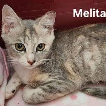 Melita -  Domestic Short Hair Cat for Adoption in Knoxville, Tennessee - Melita | PetCurious
