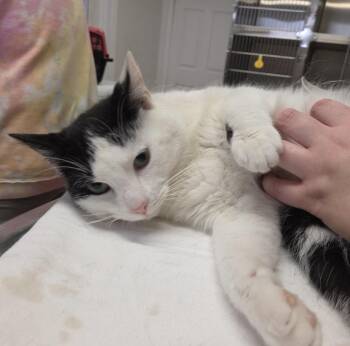 Domestic Short Hair Cats Available for Adoption in Carsonville, Michigan - Roscoe | PetCurious