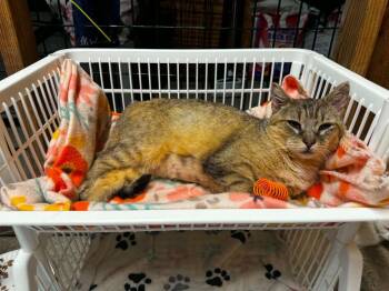 Abby the Tabby -  American Shorthair Cat for Adoption in Hagaman, New York - Abby The Tabby | PetCurious