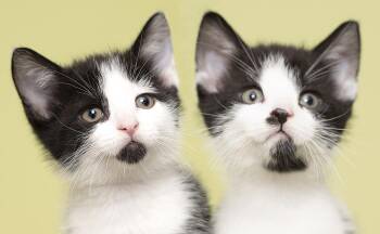 Cricket & Cosmo -  Domestic Short Hair Cat for Adoption in Chicago, Illinois - Cricket & Cosmo | PetCurious