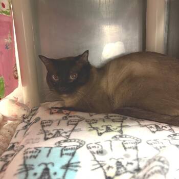 Siamese Cats Available for Adoption in Morristown, Vermont - Handsome Jack | PetCurious