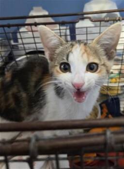 ISADORA -  Domestic Short Hair Cat for Adoption in San Bernardino, California - ISADORA | PetCurious