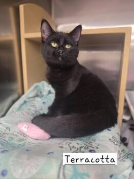 Terracotta       PIA -  Domestic Short Hair Cat for Adoption in Metamora, Illinois - Terracotta       PIA | PetCurious