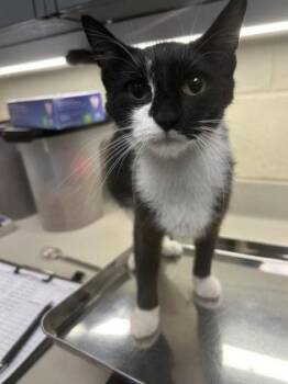 Raindrop -  Domestic Short Hair Cat for Adoption in Wichita, Kansas - Raindrop | PetCurious