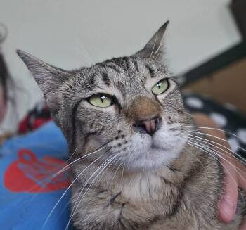 Kaiden w/Kaison -  Domestic Short Hair Cat for Adoption in Ballwin, Missouri - Kaiden W/Kaison | PetCurious