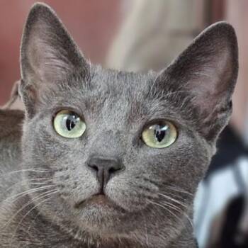 Laura Garcia -  Domestic Short Hair Cat for Adoption in Pleasanton, California - Laura Garcia | PetCurious