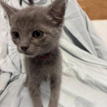 Domestic Short Hair Cats Available for Adoption in Richmond, California - BLAIR | PetCurious