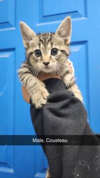 American Shorthair Cats Available for Adoption - Cousteau | PetCurious