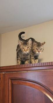 Brisket -  Domestic Short Hair Cat for Adoption in Grand Rapids, Michigan - Brisket | PetCurious