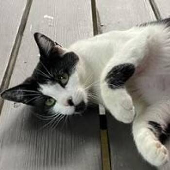 Foster -  Domestic Short Hair Cat for Adoption in Monticello, Minnesota - Foster | PetCurious