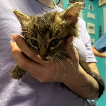 Bobbie -  Domestic Long Hair Cat for Adoption in Stephenville, Texas - Bobbie | PetCurious
