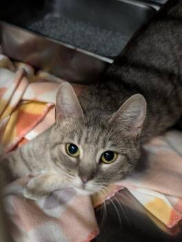 Tart (Empty-Nester) (Photos June 2026) -  Tabby and Domestic Short Hair Cat for Adoption in Marietta, Ohio - Tart (Empty-Nester) (Photos June 2026) | PetCurious