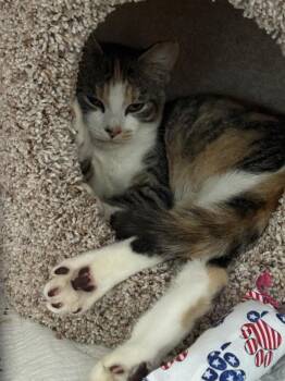 Lorelai -  Domestic Short Hair Cat for Adoption in Stratham, New Hampshire - Lorelai | PetCurious