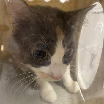 Domestic Short Hair Cats Available for Adoption in Philadelphia, Pennsylvania - Suede | PetCurious