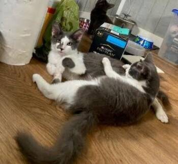 Clarence & Leonard -  Domestic Medium Hair Cat for Adoption in Acworth, Georgia - Clarence & Leonard | PetCurious