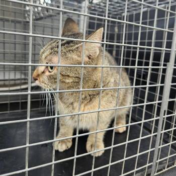 American Shorthair Cats Available for Adoption - Stubbs | PetCurious